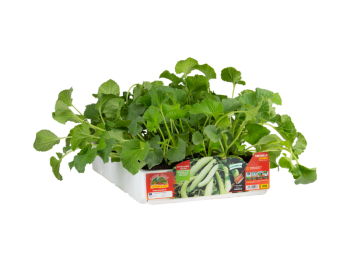 Orto Mio Orto Mio Clear Cucumber 4 plantes