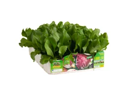 Orto Mio Radicchio Chioggia Presto Indigo F1 Orto Mio 9 piante