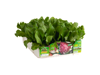Orto Mio Radicchio Chioggia Presto Indigo F1 Orto Mio 9 plantes