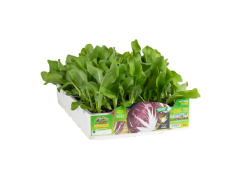 Orto Mio Radicchio Chioggia Vasari F1 Orto Mio 9 plantes