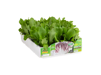 Orto Mio Radicchio Chioggia Zaira F1 Orto Mio 9 plantes