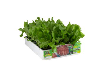 Orto Mio Radicchio Chioggia TT 4070 F1 Orto Mio 9 plantes