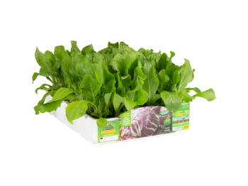 Orto Mio Chioggia Radicchio TT 706 Orto Mio 9 plantes