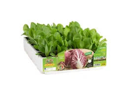 Orto Mio Radicchio précoce de Vérone Orto Mio 9 plantes