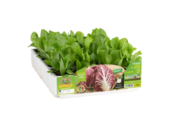 Orto Mio Radicchio précoce de Vérone Orto Mio 9 plantes