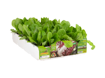 Orto Mio Radicchio Cologna Tardivo Orto Mio 9 plantes