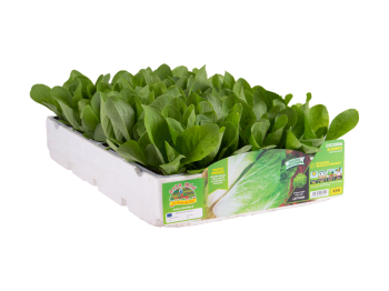Orto Mio Cicoria Radicchio Bianca Milano Sumero F1 Orto Mio 9 piante