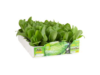 Orto Mio Chicorée Sugarloaf Vespero F1 Orto Mio 9 plantes