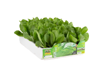Orto Mio Chicorée Sugarloaf E115 F1 Orto Mio 9 plantes