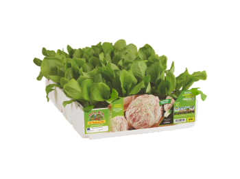 Orto Mio Cicoria Radicchio Variegata Lusia Galileo F1 Adige precoce 9 piante cubetto