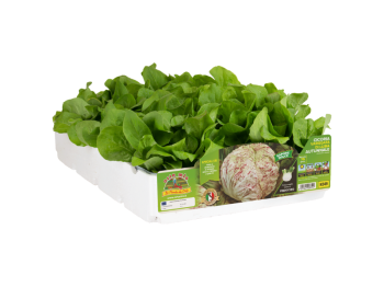 Orto Mio Cicoria Radicchio Variegata Lusia Andolini F1 Adige medio 9 piante cubetto