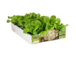 Orto Mio Late Lusia Variegated Radicchio 9 plantes cube