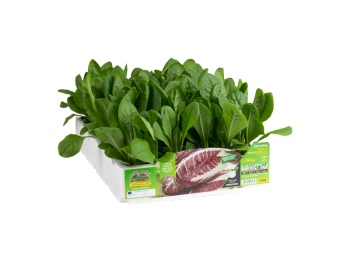 Radicchio Treviso precoce Zero Orto Mio 9 piante