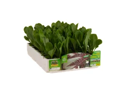 Orto Mio Treviso Radicchio précoce TT 206 Orto Mio 9 plantes
