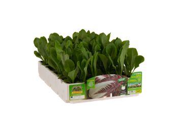 Orto Mio Treviso Radicchio précoce TT 206 Orto Mio 9 plantes
