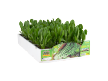 Orto Mio Catalogue chicorée Katrina F1 Orto Mio 9 plantes