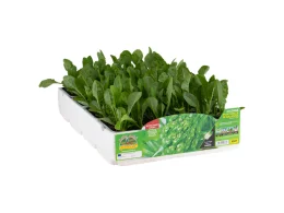 Orto Mio Cicoria Puntarelle Galatina Orto Mio 9 piante