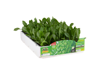 Orto Mio Cicoria Puntarelle Galatina Orto Mio 9 piante