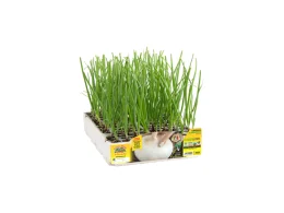 Orto Mio Giarratana Oignon Géant Orto Mio 12 plantes