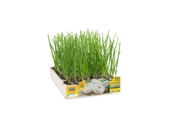 Orto Mio Oignon blanc de mai Orto Mio 12 plantes