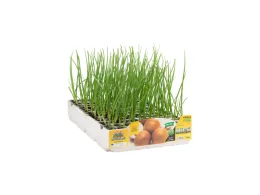 Orto Mio Oignon doré précoce de Parme Orto Mio 12 plantes
