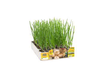 Orto Mio Oignon Borettana Orto Mio 12 plantes transplantation 5-15x30 récolte 110 jours