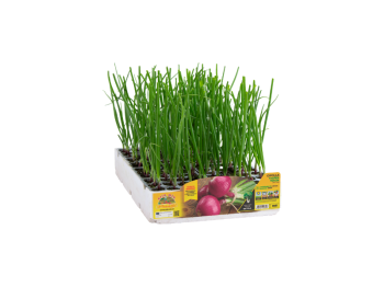 Orto Mio Oignon Tropea rouge rond Orto Mio 12 plantes récolte 50-100 jours 5-15x30