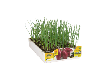 Orto Mio Cipolla Tropeana Lunga Orto Mio 12 piante raccolta 70-110 giorni 5-15x30 cm