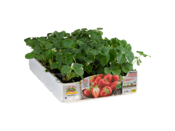 Orto Mio Fraise Charlotte Orto Mio pack re-blooming 4 plantes récolte 80 jours 30x100 cm