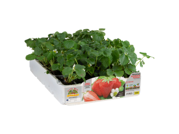 Orto Mio Fraise Anabelle Orto Mio pack refleurissement 4 plantes récolte 90 jours 30x100 cm