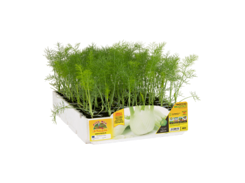 Orto Mio Finocchio Bellotto F1 Orto Mio precoce pack 9 piante raccolta 70 gg 25x40 cm