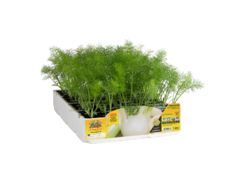 Orto Mio Fenouil Palladium F1 Orto Mio pack 9 plantes récolte 90 jours transplantation 25x40 cm