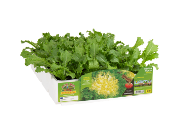 Indivia riccia Cuore d’Oro Cigal Orto Mio 9 piante 500-700g trapianto 25x30 cm