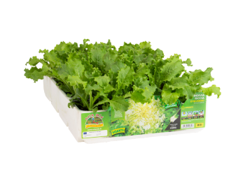 Indivia riccia Monaco Orto Mio 9 piante 700g-1kg trapianto 25x30 raccolta 75gg
