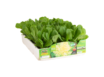 Indivia scarola Cardaki Orto Mio 9 piante 500-700g raccolta 45gg trapianto 25x30
