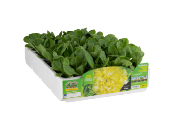 Orto Mio Indivia scarola Gigante Torino Orto Mio 9 piante 800g-1kg raccolta 70-80gg 30x40