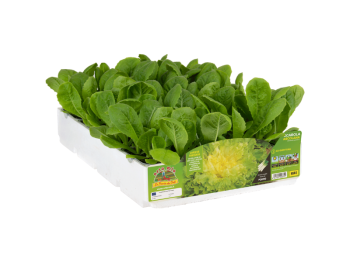 Indivia scarola Quintana Orto Mio 9 piante 1kg raccolta 80gg trapianto 30x40