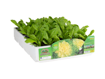 Orto Mio Endive Samoa Orto Mio 9 plantes