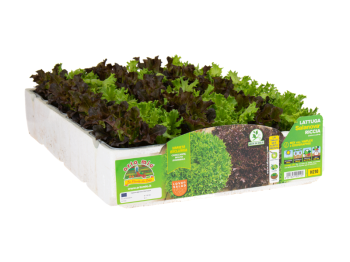 Orto Mio Salade Salanova frisée Orto Mio 9 plantes mélange Haflex Exographie