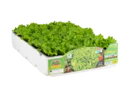 Orto Mio Laitue Gentile blond Impulsion Orto Mio 9 plantes dans un cube de transplantation