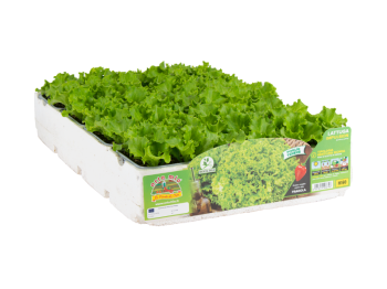 Orto Mio Laitue Gentile blond Impulsion Orto Mio 9 plantes dans un cube de transplantation