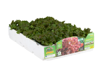 Orto Mio Laitue rouge douce Redial Orto Mio 9 plantes en cube de transplantation