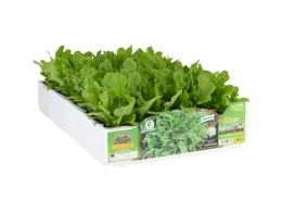 Orto Mio Barba dei Frati laitue verte Berenice Orto Mio 9 plantes en cube de transplantation