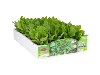 Orto Mio Barba dei Frati laitue verte Berenice Orto Mio 9 plantes en cube de transplantation