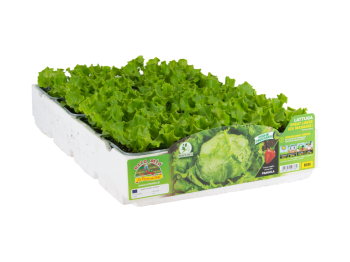 Orto Mio Laitue brésilienne Grands Lacs Masaida Orto Mio 9 plantes en cube de transplantation