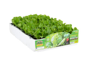 Orto Mio Laitue Iceberg Adela Orto Mio 9 plantes en cube à transplanter