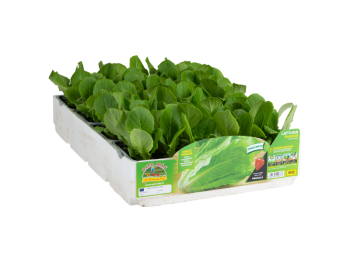 Orto Mio Flavius Orto Mio laitue romaine blonde 9 plantes dans un cube de transplantation