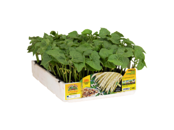 Orto Mio Nano Cannellino Montalbano Bean Orto Mio 12/24 plants à repiquer
