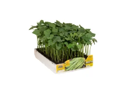 Orto Mio Fagiolo Nano Mangiatutto Supermarconi Minosse Orto Mio 12/24 piante da trapianto