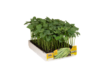 Orto Mio Supermarconi Minosse Orto Mio Haricot nain 12/24 plants à repiquer